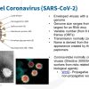 Mi a koronavírus? Angol nyelvlecke haladóknak 2.
