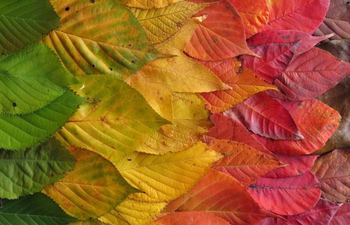 Miért színesek az őszi levelek?