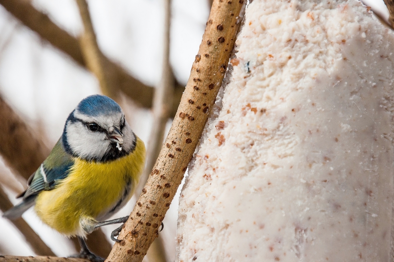 Így etesd a madarakat télen