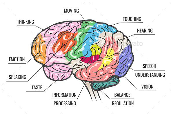 Mit tud az emberi agy