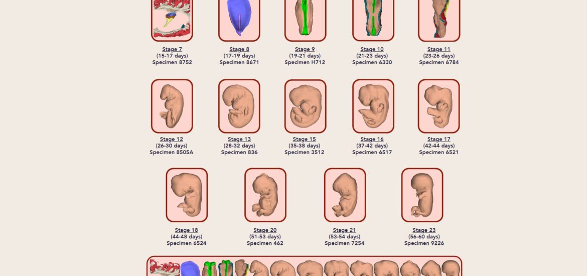 3D ábrák az embrió fejlődéséről!