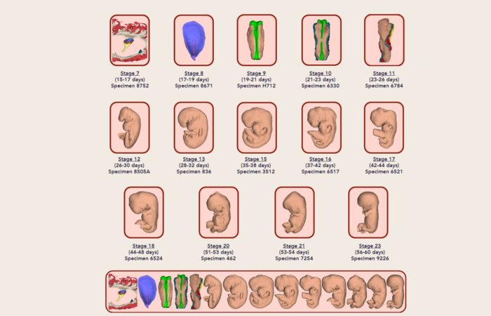 3D ábrák az embrió fejlődéséről!