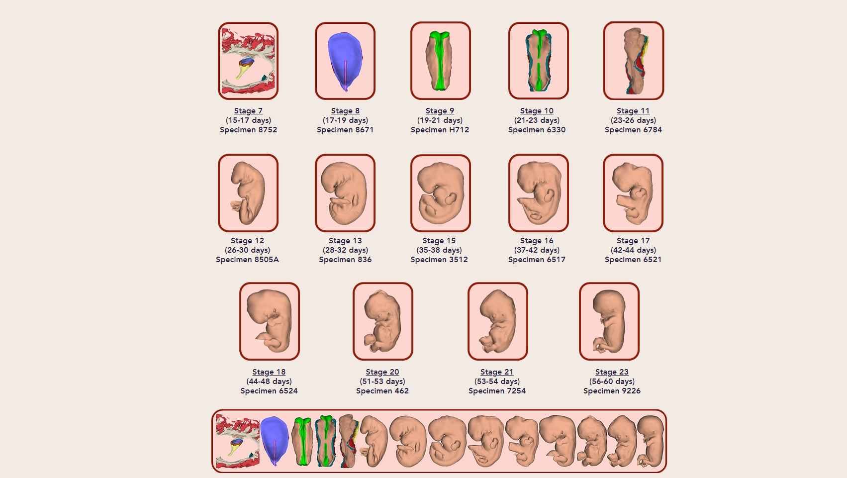 3D Atlas of Human Embryology