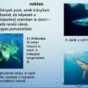 Távtanítás – Ai 8. osztály – A tengerek ökoszisztémái