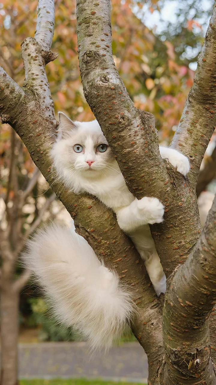 Macskák verbális kommunikációja