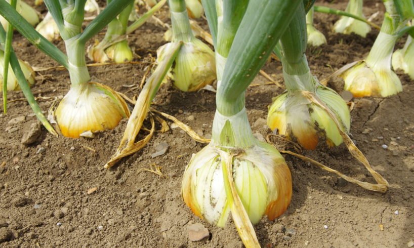 A vöröshagyma