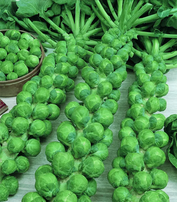 A Bimbós Kel Vagy Kelbimbó