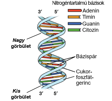 dns